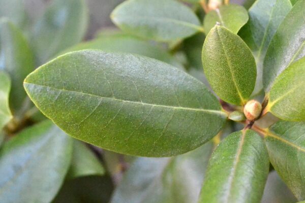 Rhododendron × ′P.J.M.′ (P.J.M. Hybrid Group) - Single Leaf