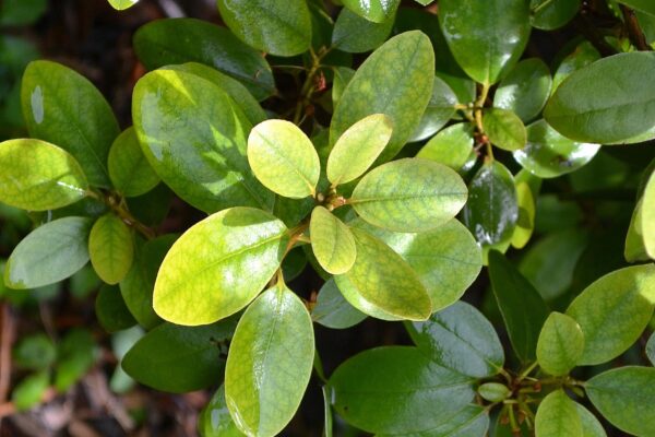 Rhododendron × ′P.J.M.′ (P.J.M. Hybrid Group) - Foliage