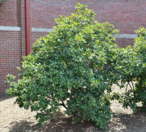 Rhododendron × ′P.J.M.′ (P.J.M. Hybrid Group) - Shrub Habit