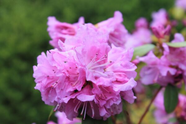 Rhododendron × ′P.J.M.′ (P.J.M. Hybrid Group) - Flower