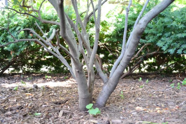 Rhododendron × ′P.J.M.′ (P.J.M. Hybrid Group) - Bark