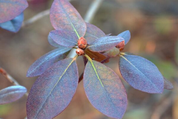 Rhododendron × ′P.J.M.′ (P.J.M. Hybrid Group) - Fall Foliage