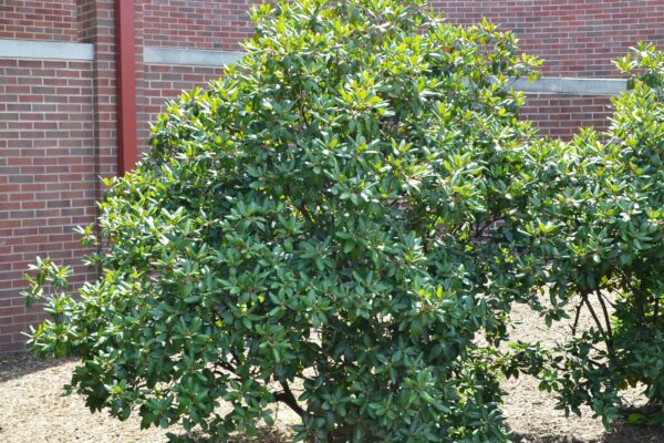 Rhododendron × ′P.J.M.′ (P.J.M. Hybrid Group) - Shrub Habit