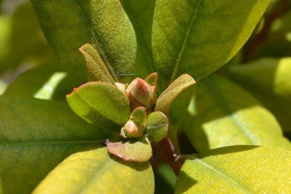 Rhododendron × ′P.J.M.′ (P.J.M. Hybrid Group) - Emerging Foliage