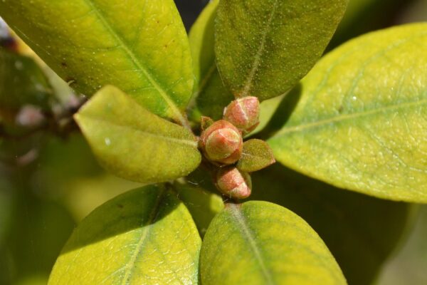 Rhododendron × ′P.J.M.′ (P.J.M. Hybrid Group) - Buds