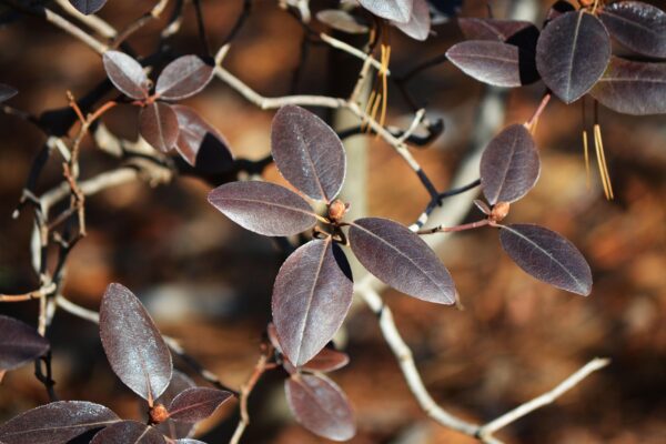 Rhododendron × ′P.J.M.′ (P.J.M. Hybrid Group) - Fall Foliage