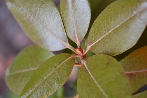 Rhododendron × ′Aglo′ (P.J.M. Hybrid Group) - Bud and Winter Foliage