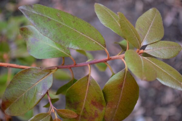 Rhododendron × ′Aglo′ (P.J.M. Hybrid Group) - Winter Foliage
