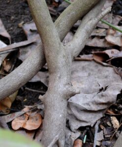 Rhododendron × ′Aglo′ (P.J.M. Hybrid Group) - Bark