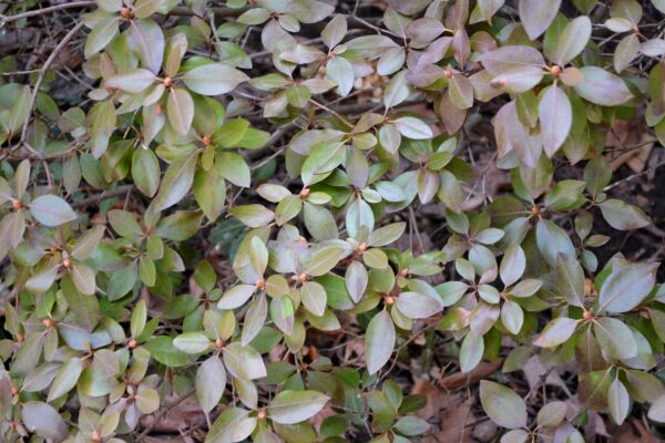 Rhododendron × ′Aglo′ (P.J.M. Hybrid Group) - Winter Foliage