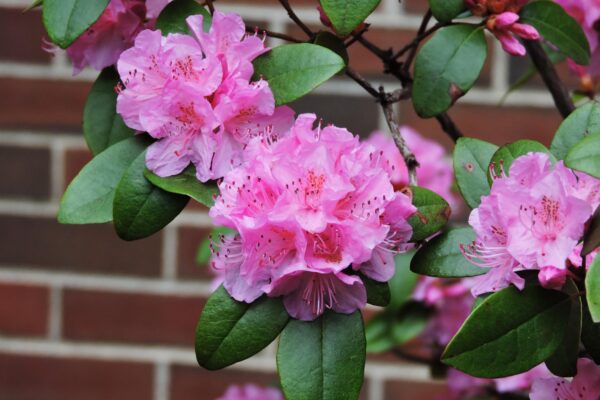 Rhododendron × ′Aglo′ (P.J.M. Hybrid Group) - Flowers