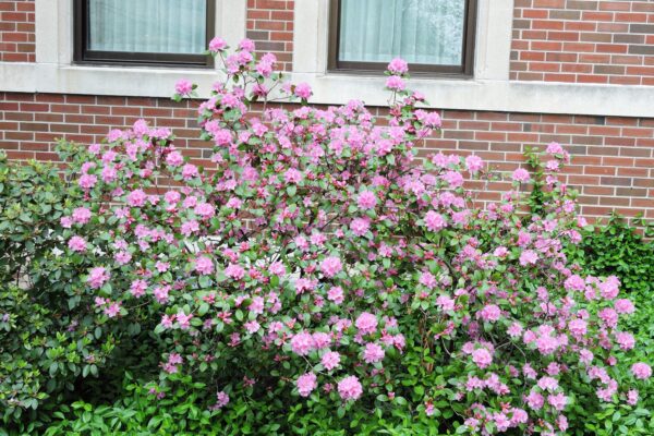 Rhododendron × ′Aglo′ (P.J.M. Hybrid Group) - Flowering Habit
