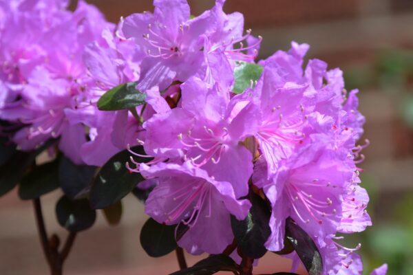 Rhododendron × ′Elite′ (P.J.M. Hybrid Group) - Flowers