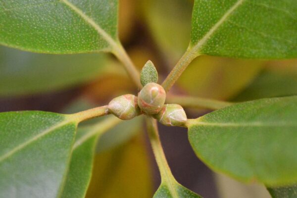 Rhododendron × ′Elite′ (P.J.M. Hybrid Group) - Buds