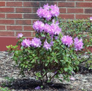 Rhododendron × ′Elite′ (P.J.M. Hybrid Group) - Flowering Overall Shrub