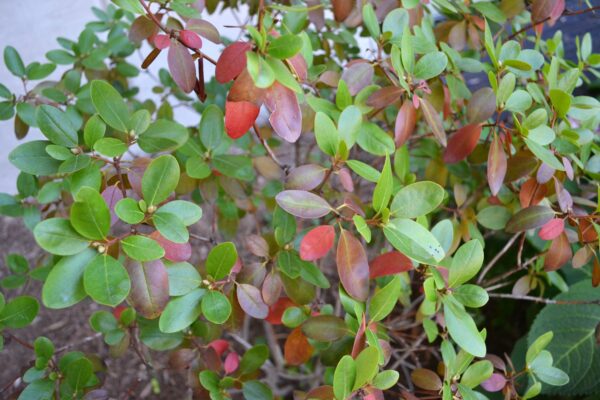 Rhododendron × ′Elite′ (P.J.M. Hybrid Group) - Fall Foliage