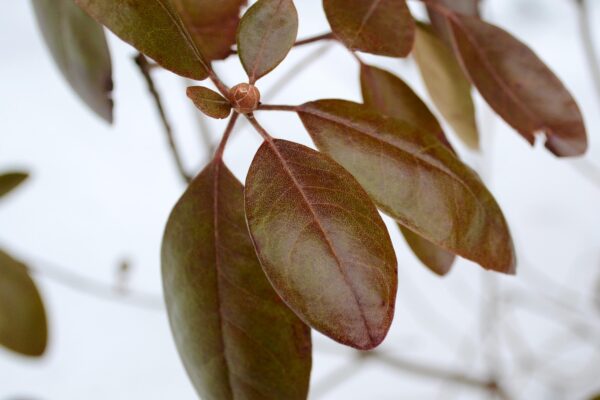 Rhododendron × ′Elite′ (P.J.M. Hybrid Group) - Buds and Winter Foliage