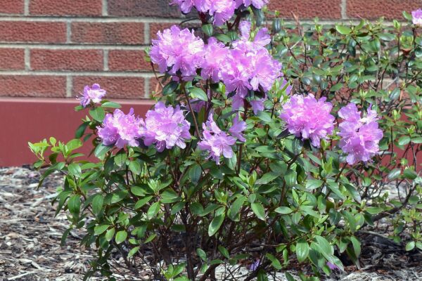 Rhododendron × ′Elite′ (P.J.M. Hybrid Group) - Flowering Overall Shrub