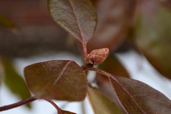 Rhododendron × ′Elite′ (P.J.M. Hybrid Group) - Buds