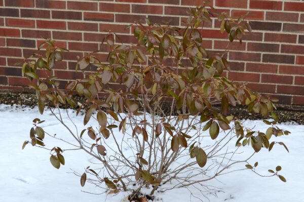 Rhododendron × ′Elite′ (P.J.M. Hybrid Group) - Winter Habit