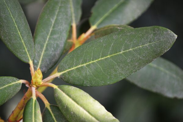 Rhododendron × ′Holden′ (Shammarello Hybrid Group) - Leaves