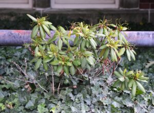 Rhododendron × ′Holden′ (Shammarello Hybrid Group) - Summer Habit