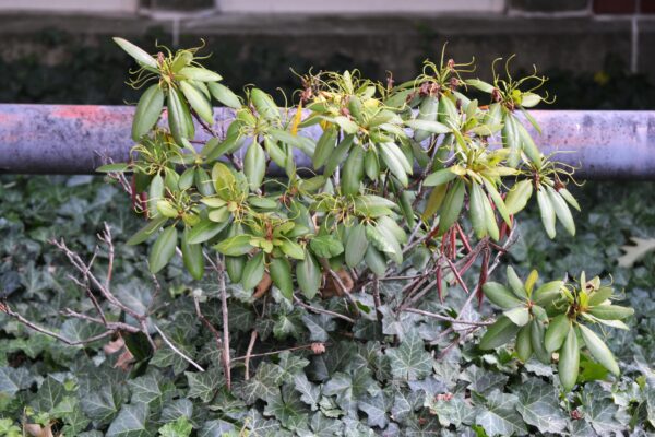 Rhododendron × ′Holden′ (Shammarello Hybrid Group) - Summer Habit