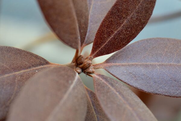 Rhododendron × ′Olga Mezitt′ (P.J.M. Hybrid Group) - Buds and Winter Foliage