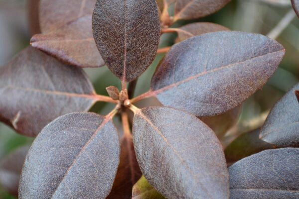 Rhododendron × ′Olga Mezitt′ (P.J.M. Hybrid Group) - Buds and Winter Foliage