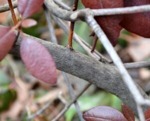 Rhododendron × ′Olga Mezitt′ (P.J.M. Hybrid Group) - Bark