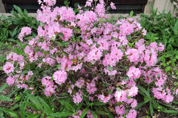 Rhododendron × ′Olga Mezitt′ (P.J.M. Hybrid Group) - Flowering Habit