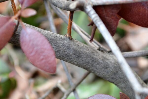 Rhododendron × ′Olga Mezitt′ (P.J.M. Hybrid Group) - Bark