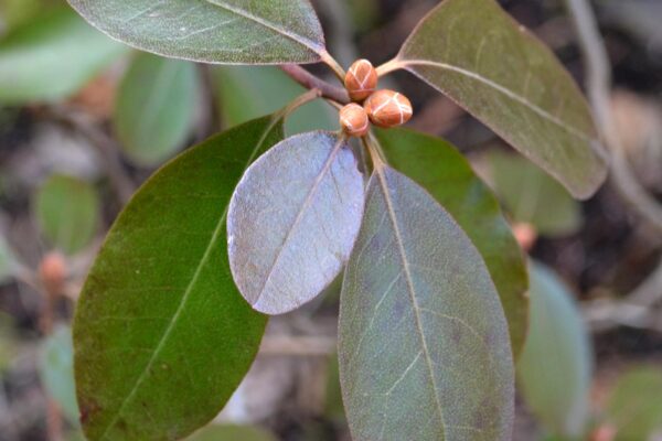 Rhododendron × ′Purple Gem′ - Buds and Winter Foliage