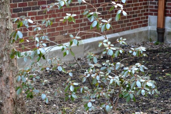 Rhododendron × ′Purple Gem′ - Winter Habit