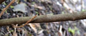 Rhododendron × ′Purple Gem′ - Bark