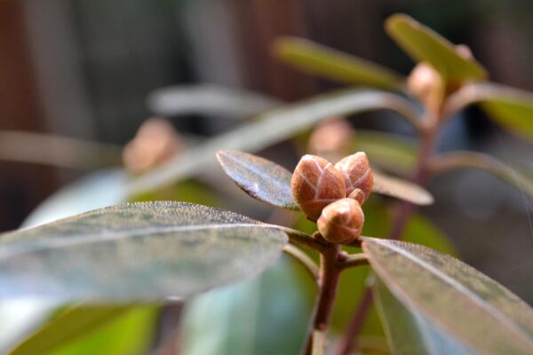 Rhododendron × ′Purple Gem′ - Buds