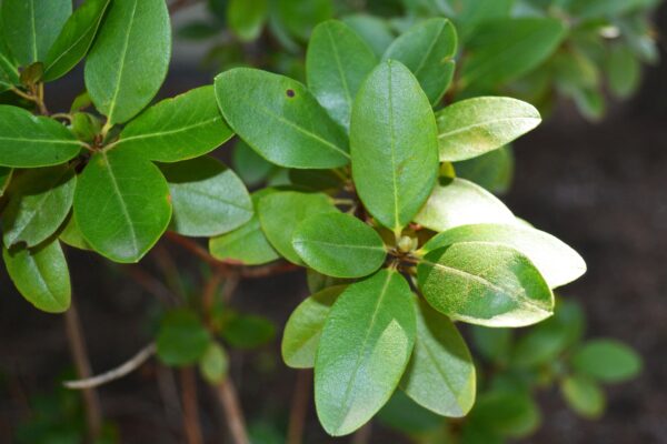 Rhododendron × ′Victor′ (P.J.M. Hybrid Group) - Foliage