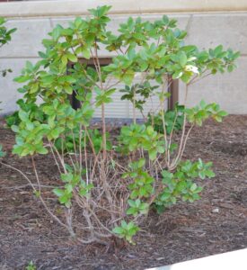Rhododendron × ′Victor′ (P.J.M. Hybrid Group) - Habit