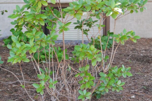 Rhododendron × ′Victor′ (P.J.M. Hybrid Group) - Habit