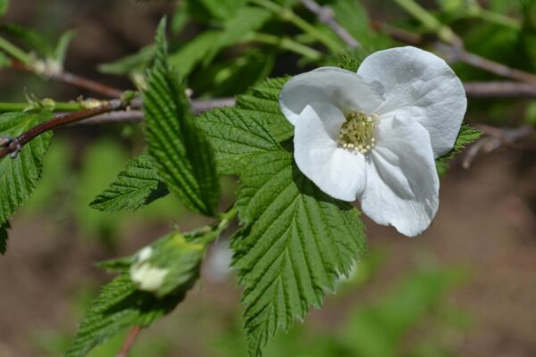 Rhodotypos scandens - Flower