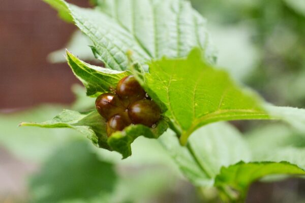 Rhodotypos scandens - Fruit