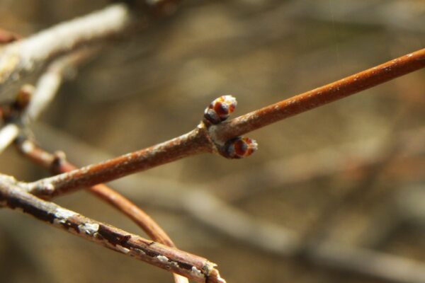 Rhodotypos scandens - Buds