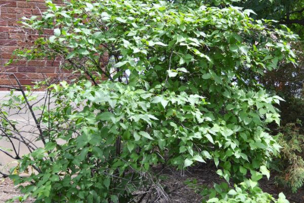 Rhodotypos scandens - Shrub Habit