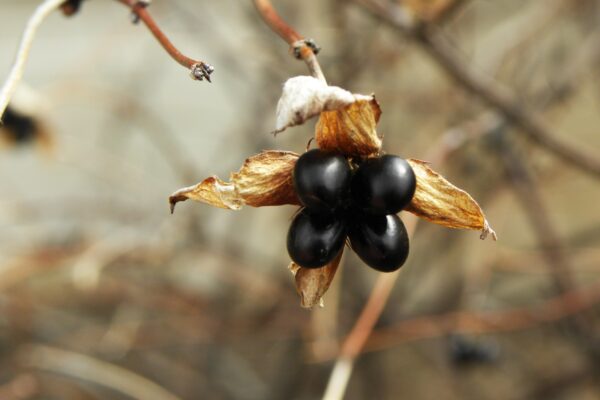 Rhodotypos scandens - Old Fruit