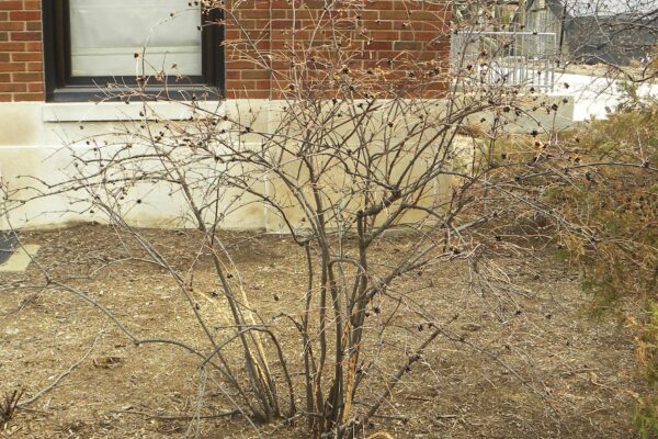 Rhodotypos scandens - Winter Habit