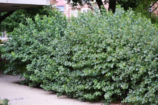 Rhus aromatica - Summer Habit