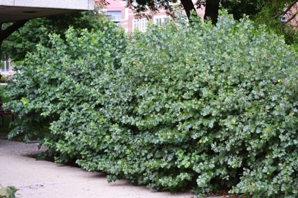 Rhus Aromatica (Fragrant Sumac) 