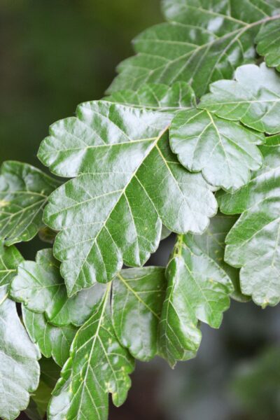Rhus aromatica - Foliage