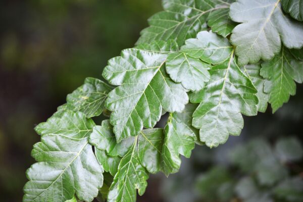Rhus aromatica - Foliage