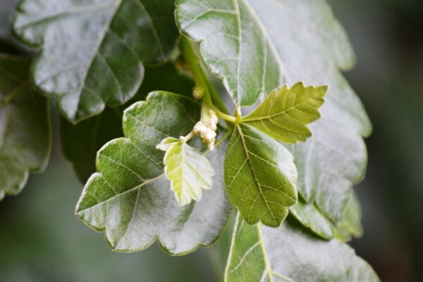 Rhus aromatica - New Growth